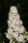 White meadowsweet